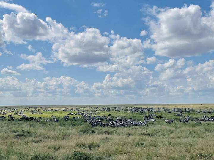 Serengeti