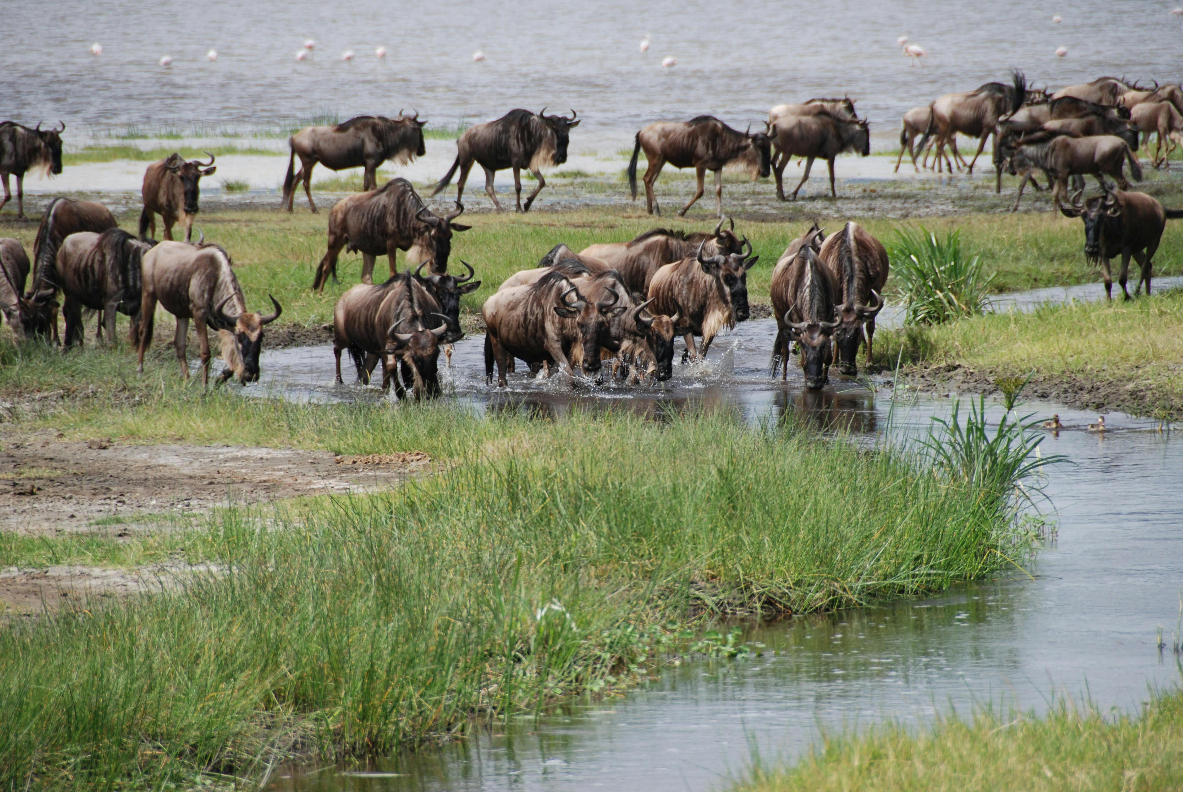 Tanzania Safari Cost Guide