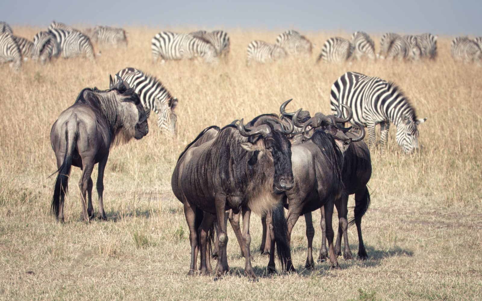 7 Days Serengeti Adventure Safari Tanzania