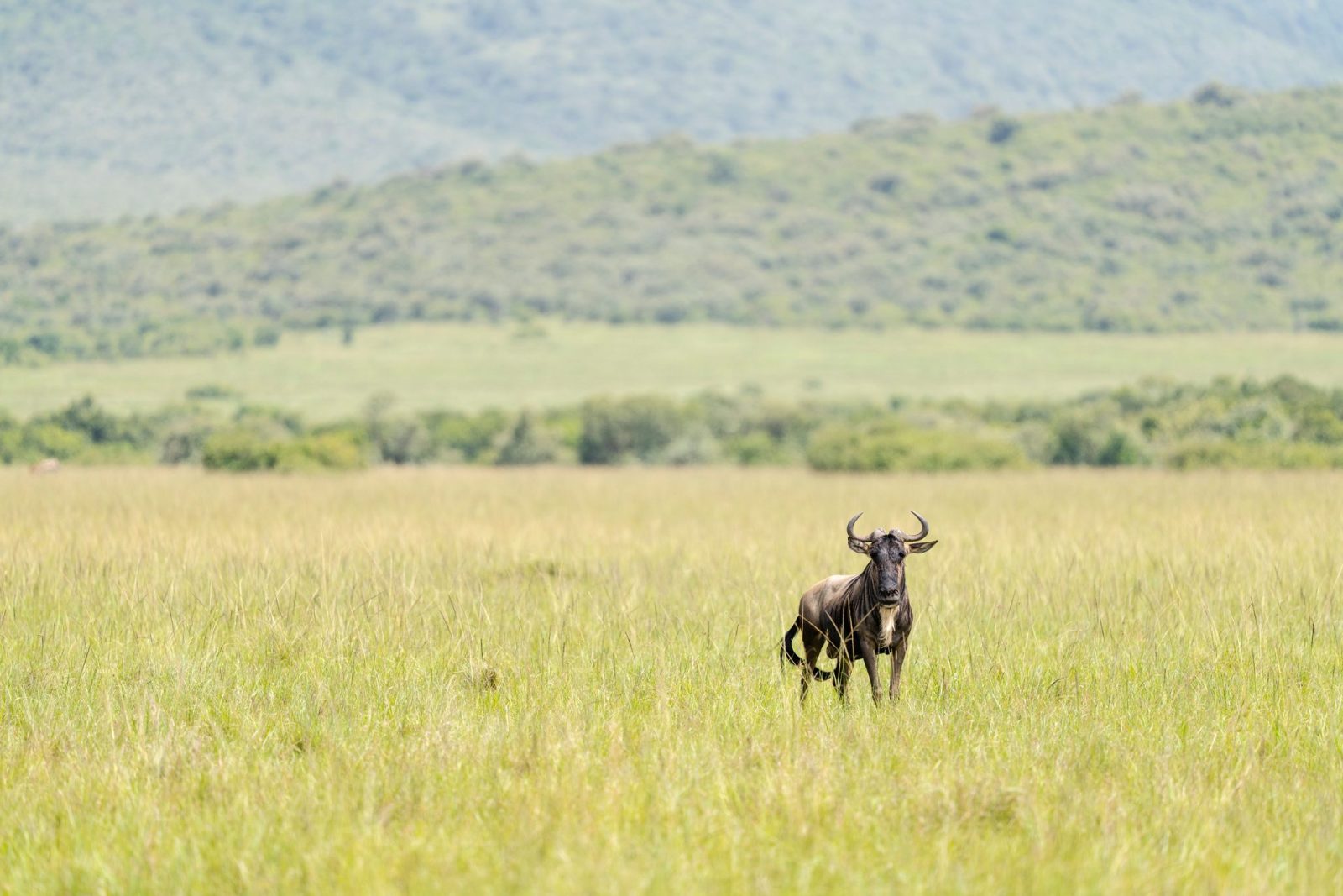 10 Days Big Five Tanzania Safari | Ultimate Wildlife Adventure gallery image