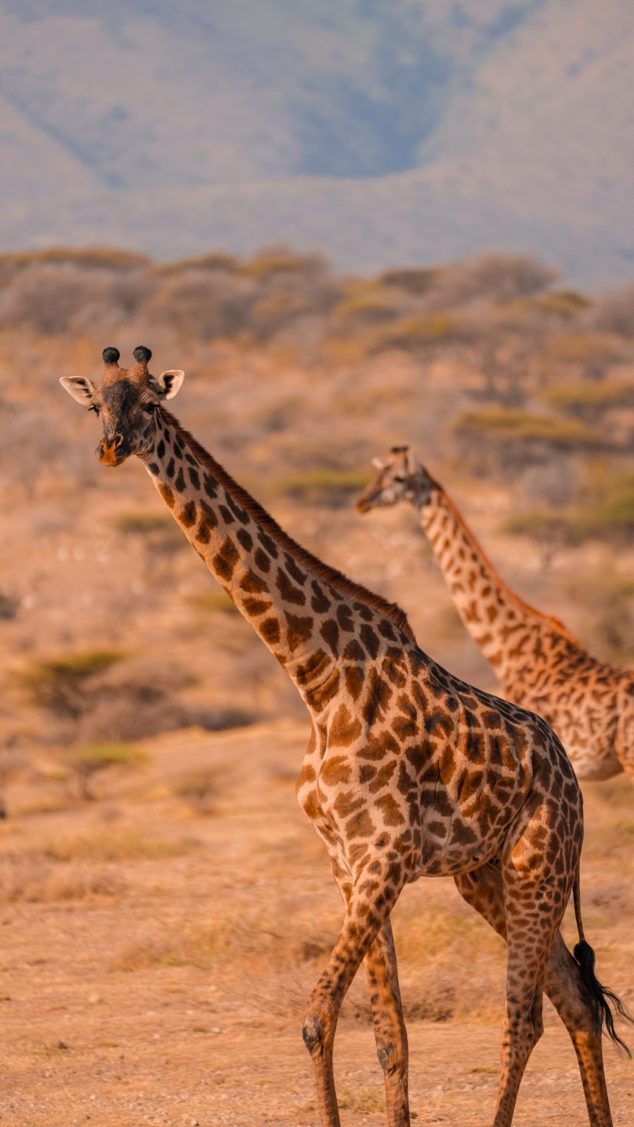 7 Days Private Tanzania Safari Adventure | Serengeti, Ngorongoro & Tarangire