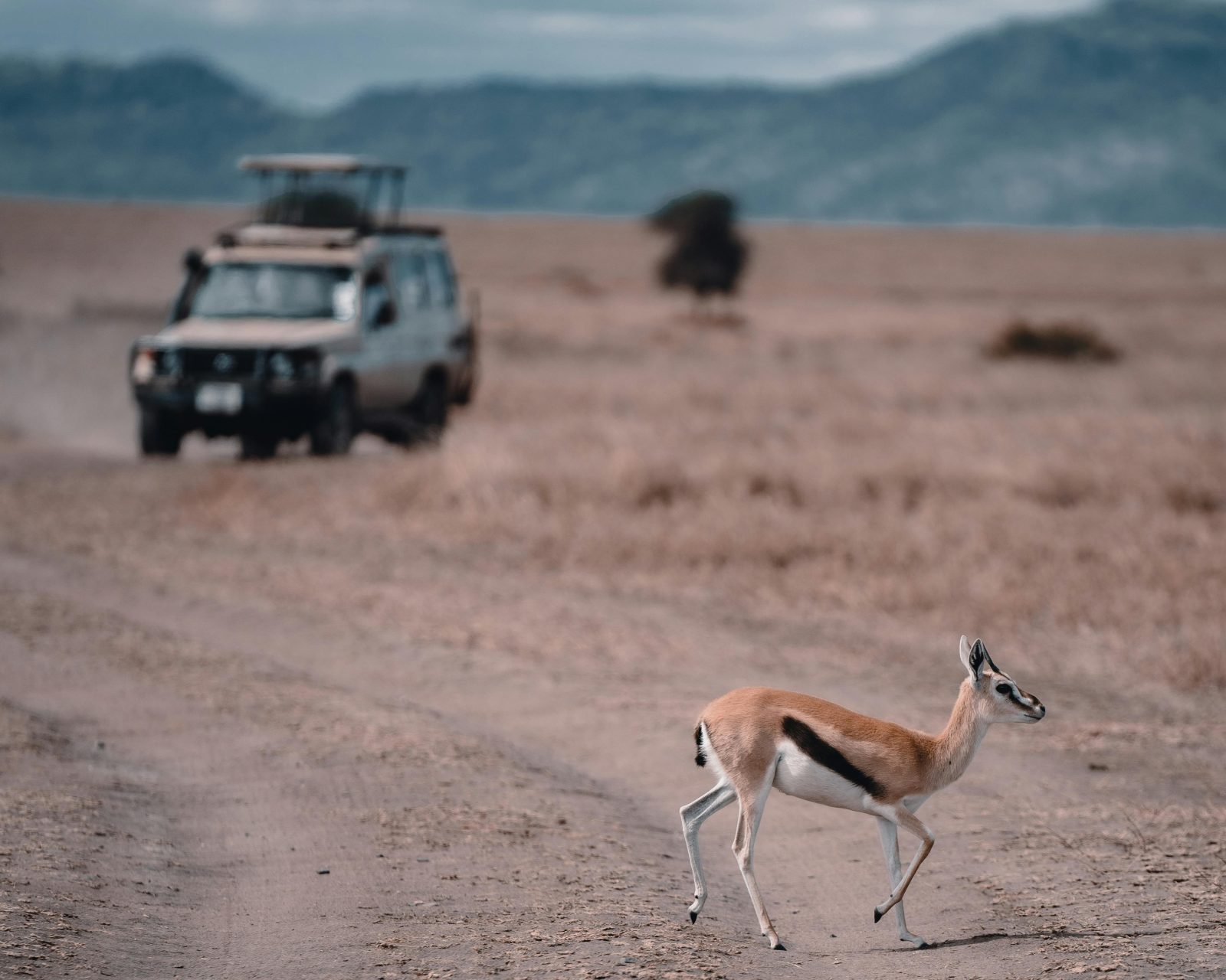 10 Days Big Five Tanzania Safari | Ultimate Wildlife Adventure gallery image