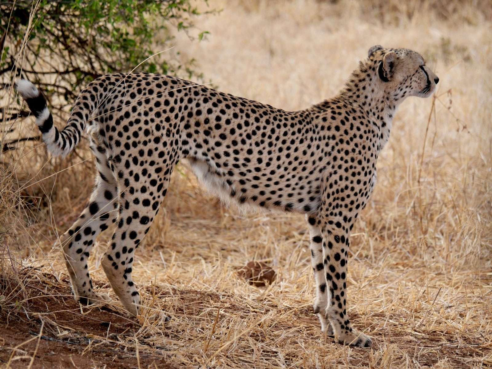 10 Days Big Five Tanzania Safari | Ultimate Wildlife Adventure gallery image